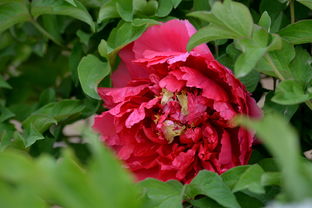 國色天香話牡丹